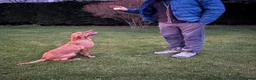 Labrador Retriever dogs for sale: KC Labrador looking for a new home in Skipton - Advert 6