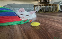 Maine Coon cats for sale: TICA Russian Maine Coons - Image 2