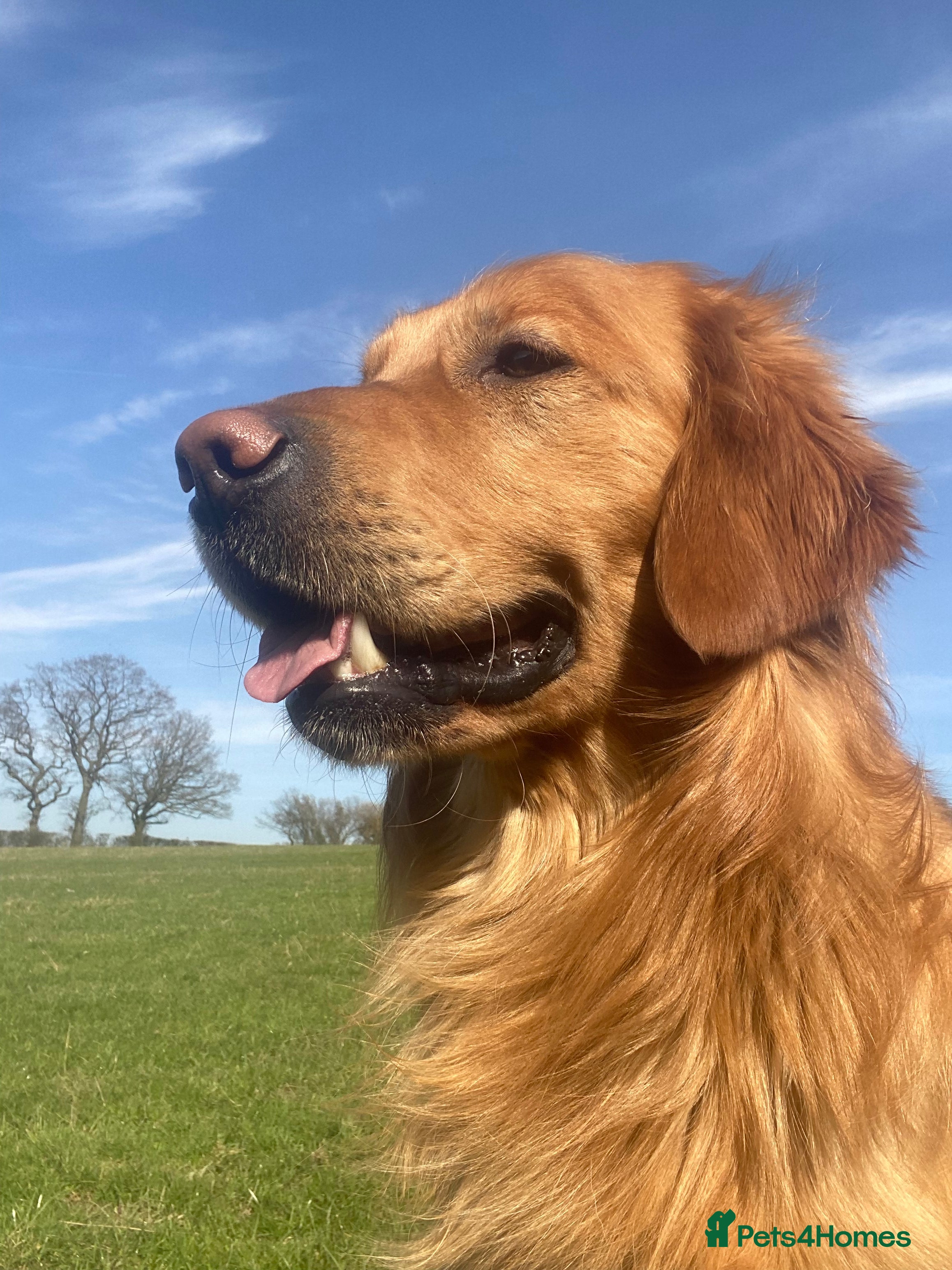 Golden Retriever dogs Kristofferson- Golden Retriever Stud in Church Stretton - Advert 1