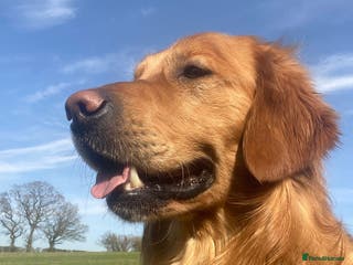 Golden Retriever dogs Kristofferson- Golden Retriever Stud in Church Stretton - Advert 7