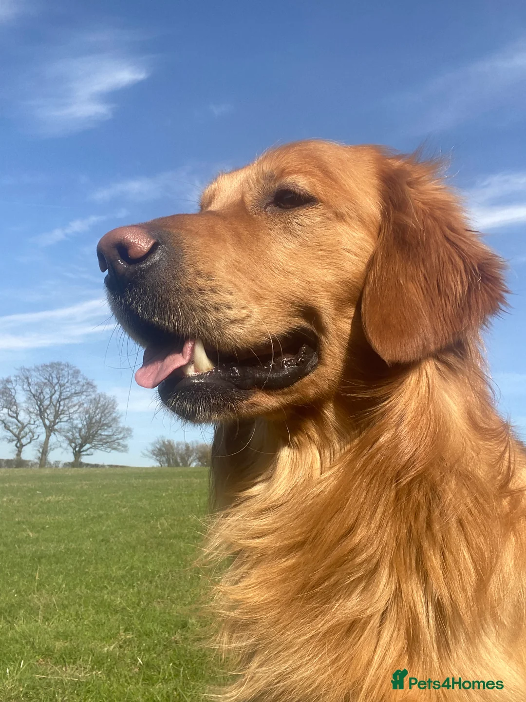 Golden Retriever dogs for stud: Kristofferson- Golden Retriever Stud in Church Stretton - Advert 1