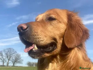 Golden Retriever dogs Kristofferson- Golden Retriever Stud in Church Stretton - Advert 19