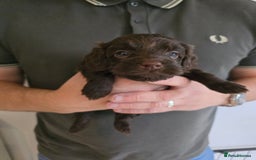 Cockapoo dogs for sale: Adorable Cockapoo puppies for sale - Image 3