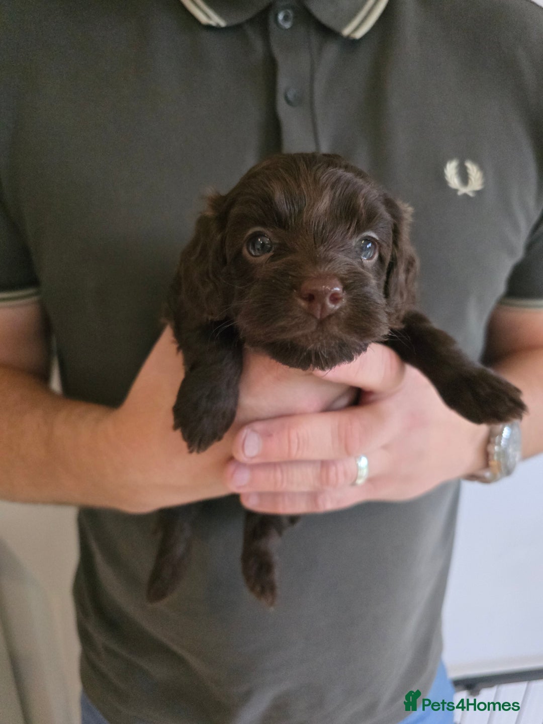 Cockapoo dogs for sale: Adorable Cockapoo puppies for sale - Image 3