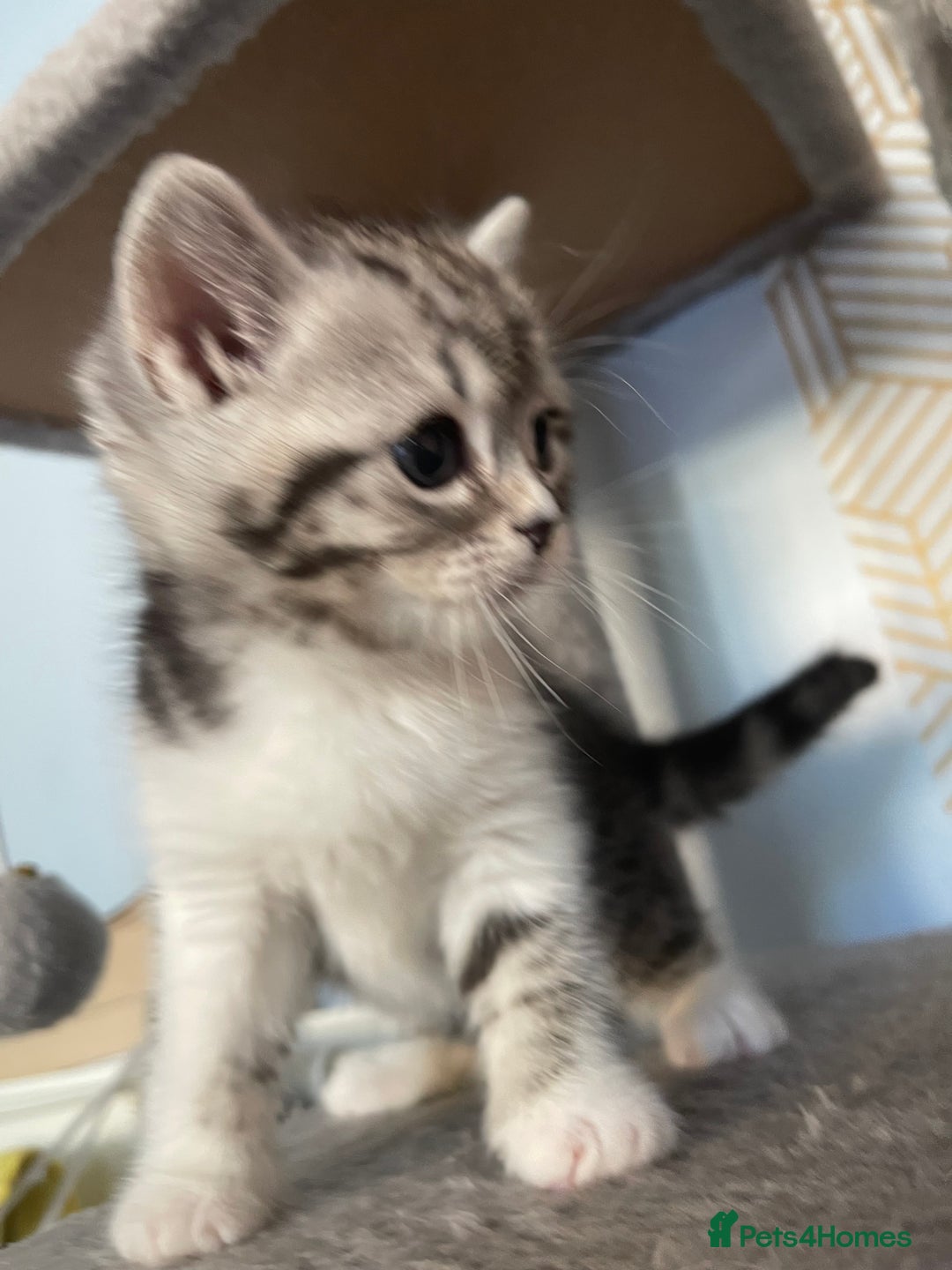 Mixed Breed cats for sale: Half British longhair kittens  - Image 2