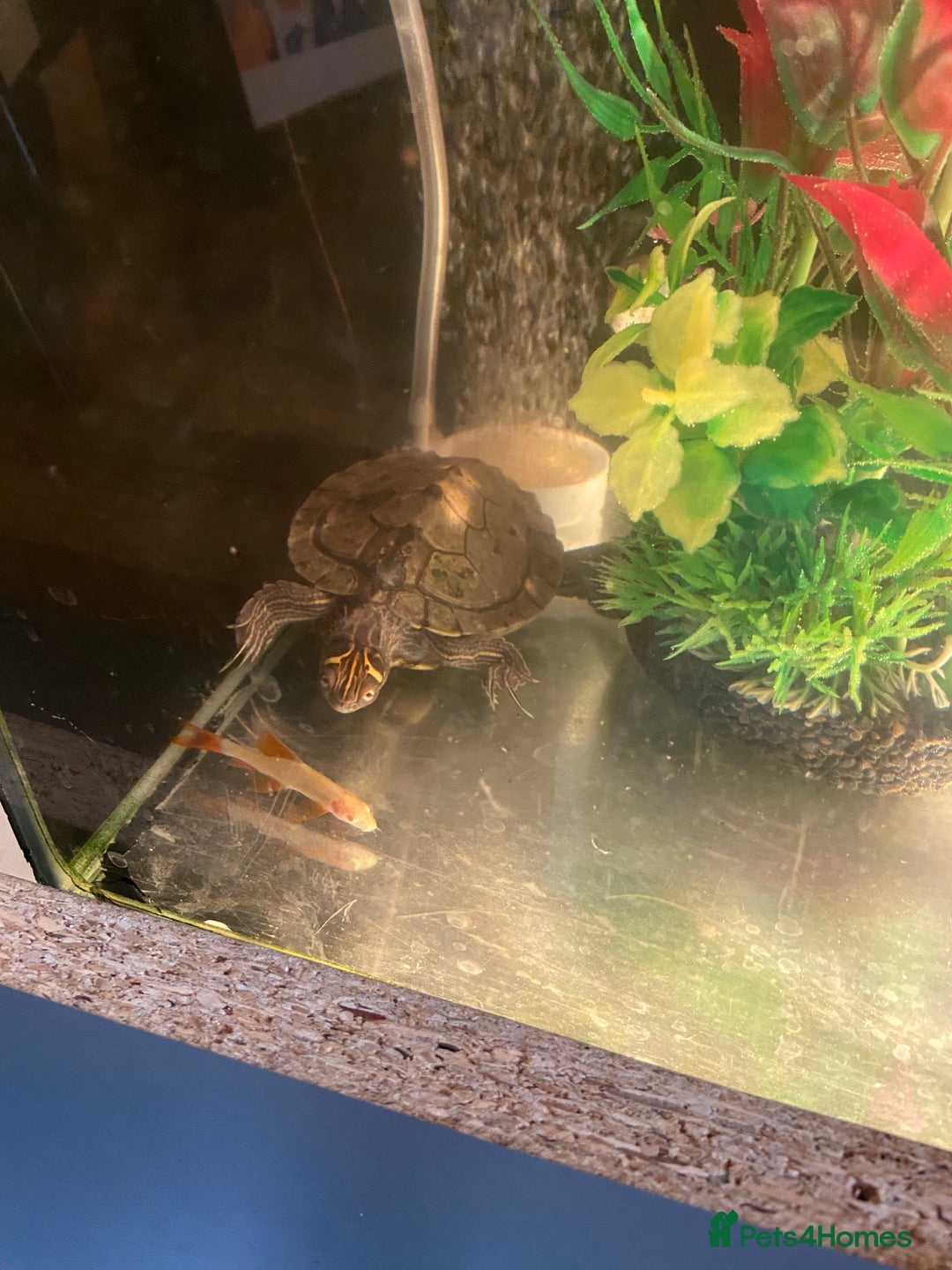 Other/Mixed Breed fish for sale: Male Map Turtle & 12 Fish with full setup - Image 2