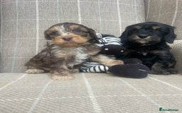 Cavapoo dogs for sale: Beautiful cavapoo puppies  - Image 3