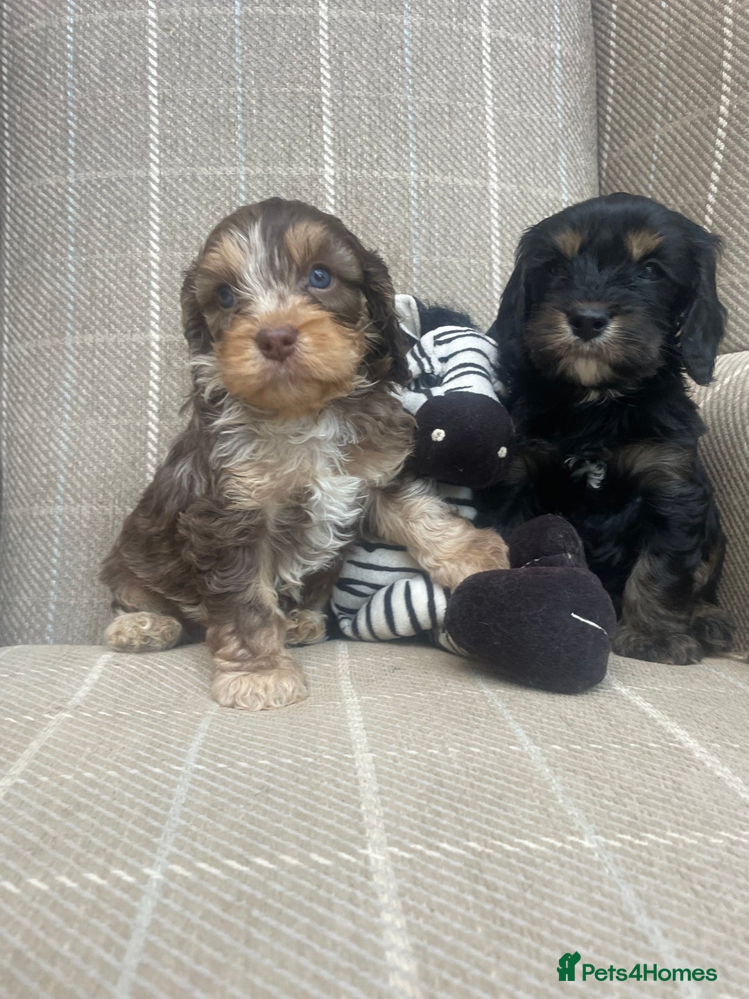 Cavapoo dogs for sale: Beautiful cavapoo puppies  - Image 3