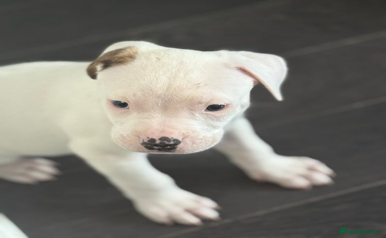 American Bulldog dogs - Advert 1