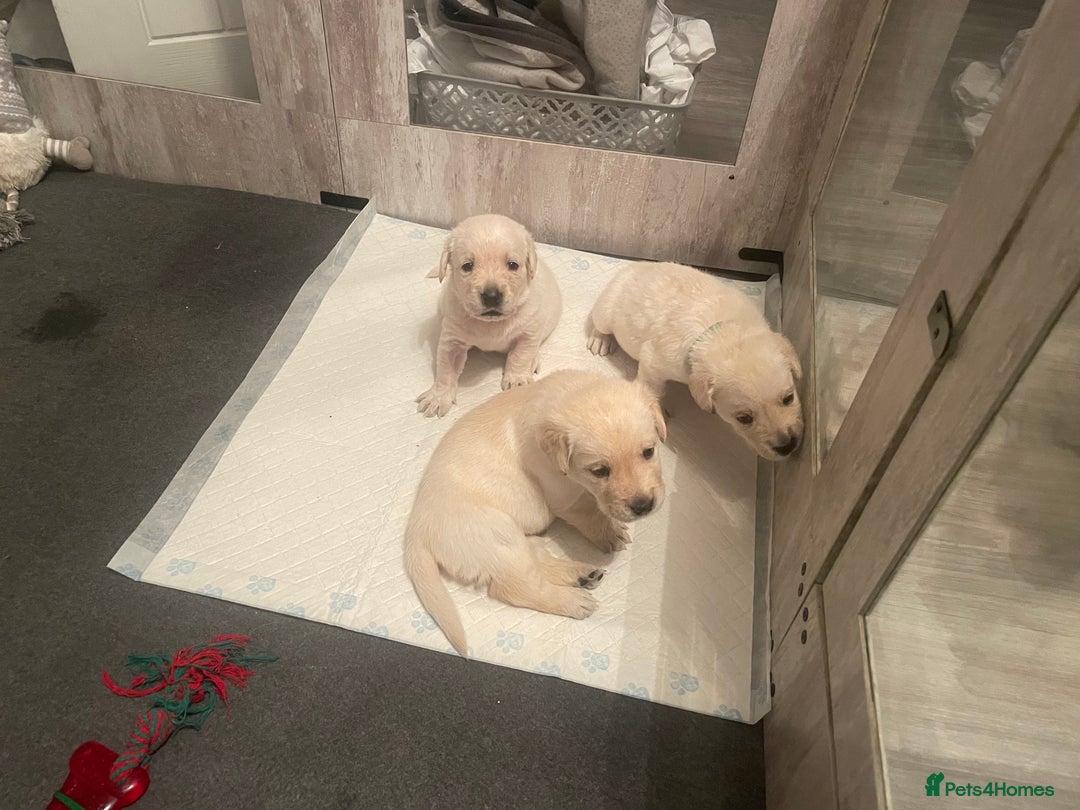 Goldador dogs for sale: Goldador Puppies  - Advert 6