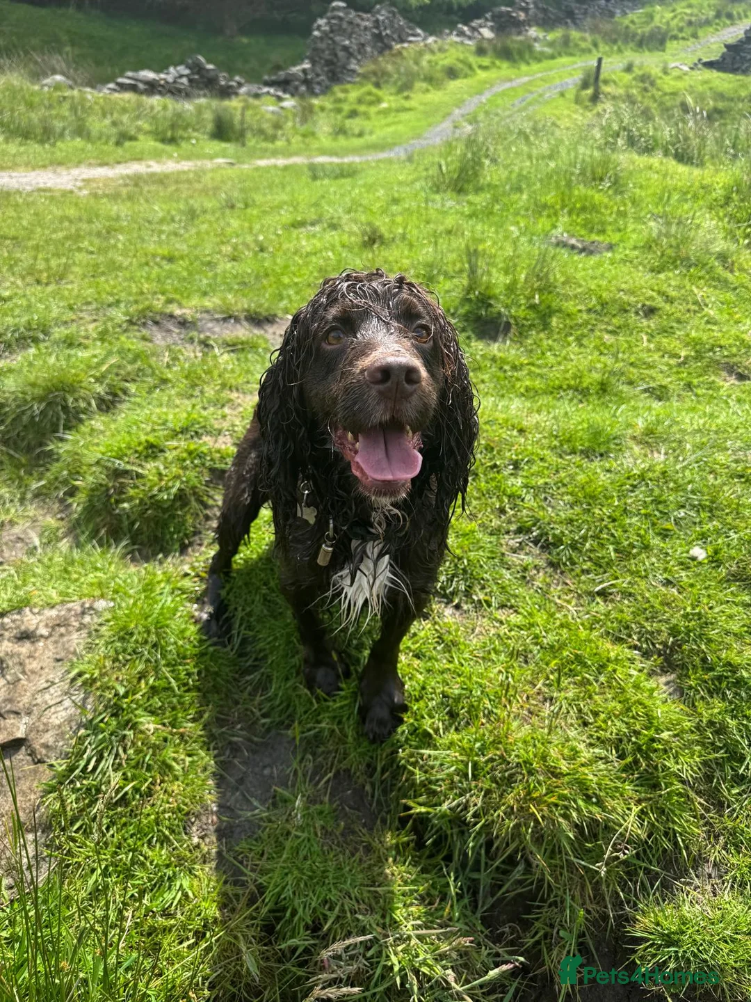 Cocker Spaniel dogs for stud: Maesydderwen bear at stud, health tested, proven  in Rossendale - Advert 6
