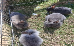 Mini Lion Lop rabbits for sale: Beautiful Blue Otter Mini Lionlops - Image 3