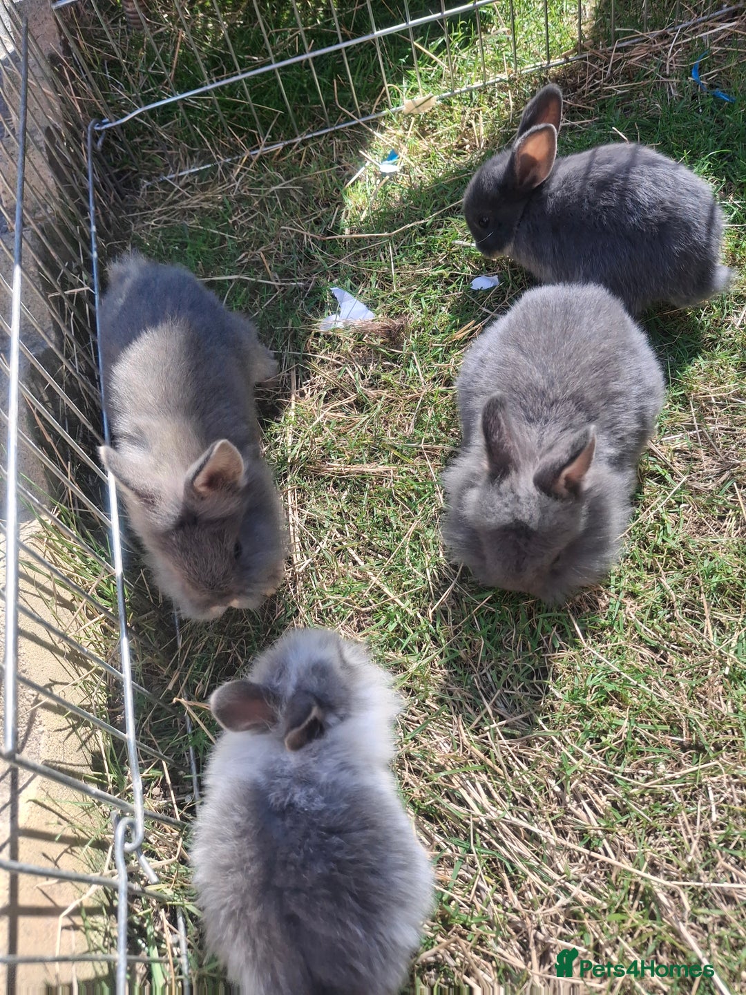 Mini Lion Lop rabbits for sale: Beautiful Blue Otter Mini Lionlops - Image 3
