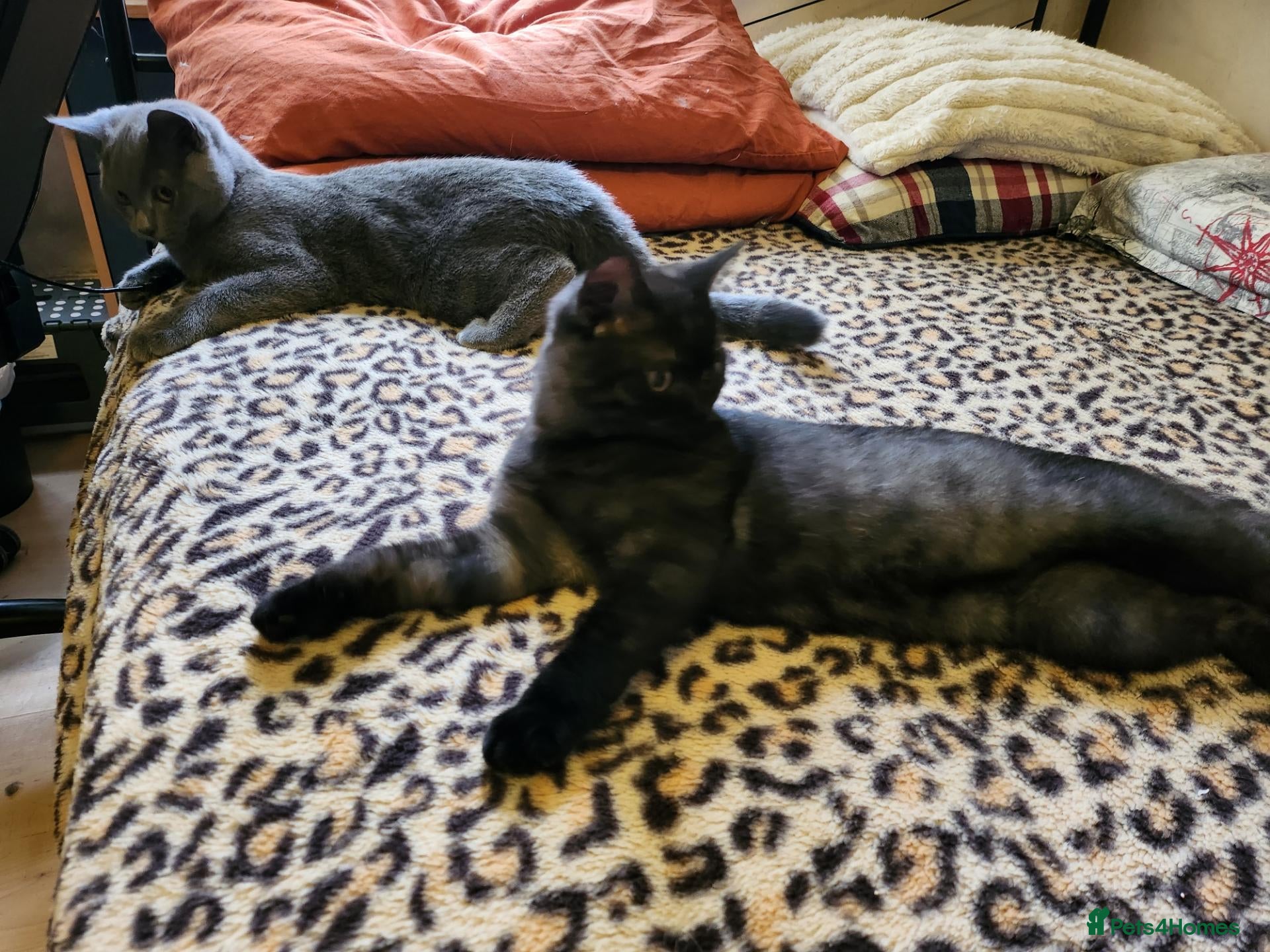 British Shorthair cats for sale: Brithish shorthair kittens  - Advert 1