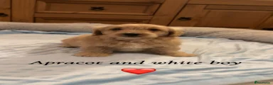 Cavapoo 4