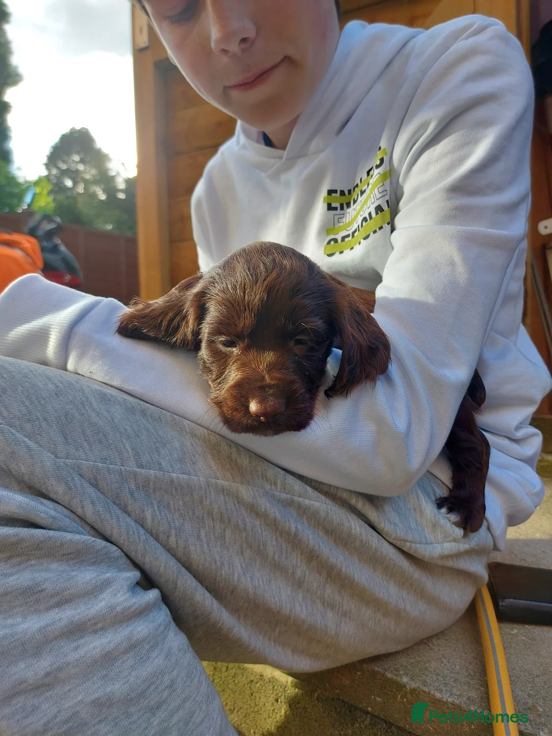 Cocker Spaniel dogs for stud: KC REGISTERED WORKING COCKER SPANIEL FOR STUD in Rhayader - Advert 10