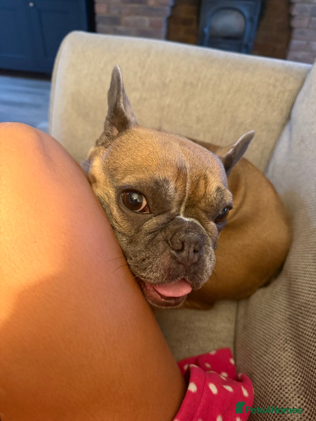 French Bulldog dogs for sale: Female French bulldog - Advert 9