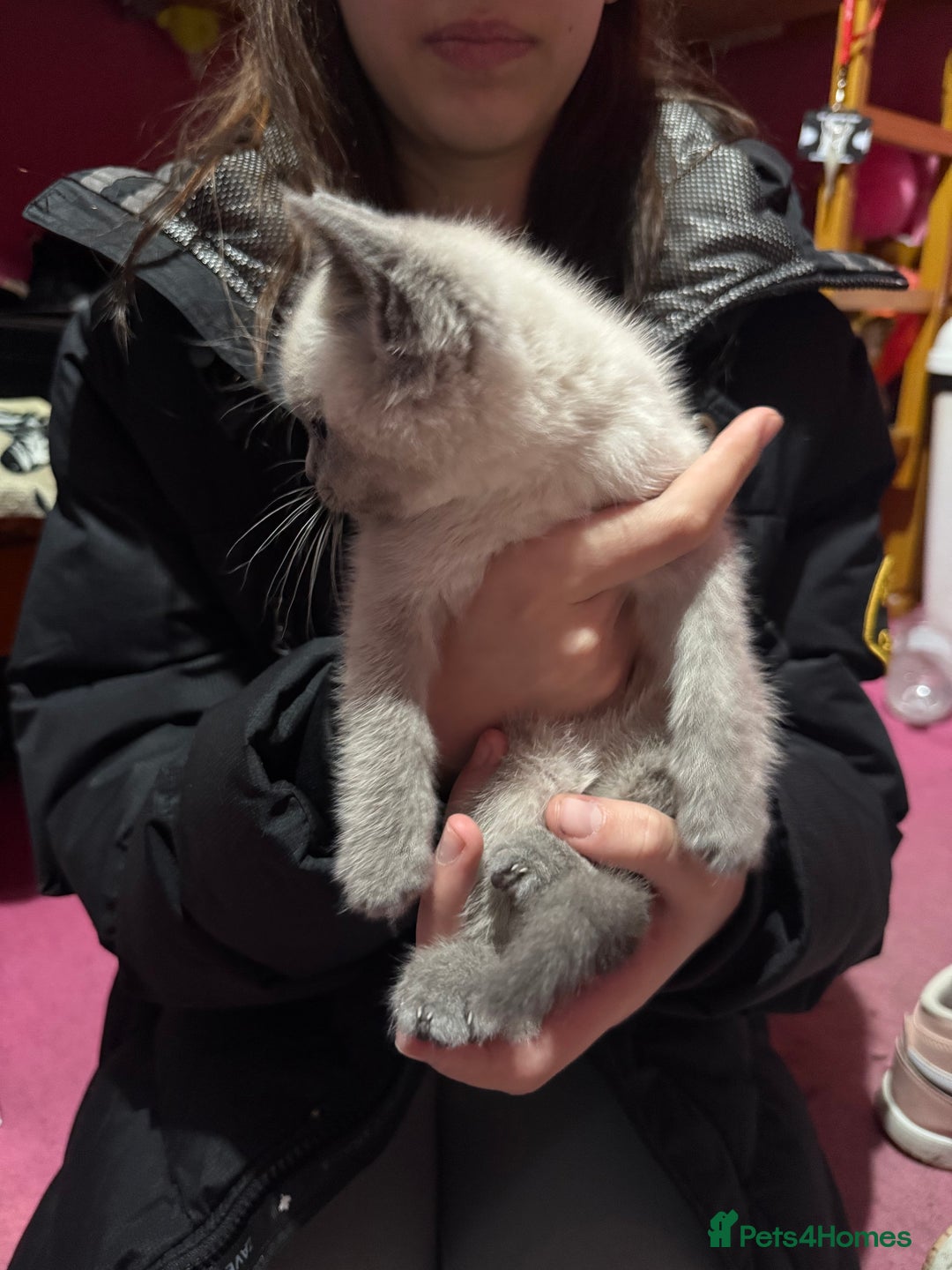 British Shorthair cats for sale: British Shorthair Kittens - Advert 7