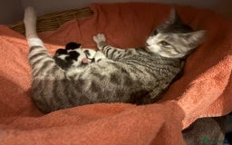 Mixed Breed cats for sale: Beautiful mixed breed kittens - Image 40