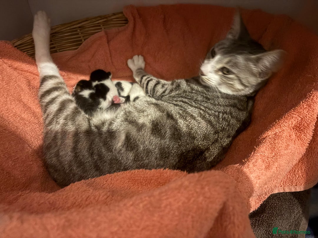 Mixed Breed cats for sale: Beautiful mixed breed kittens - Image 40