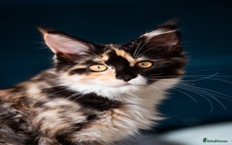 Maine Coon cats for sale: Pedigree Maine Coon Kittens (TICA) - Image 30