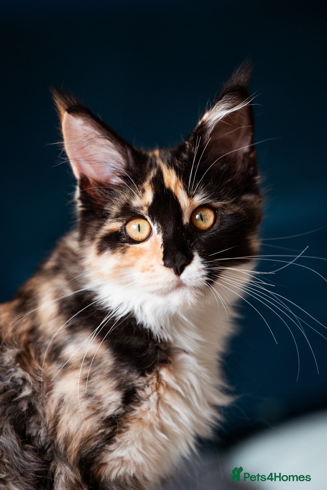 Maine Coon cats for sale: Pedigree Maine Coon Kittens (TICA) - Image 30