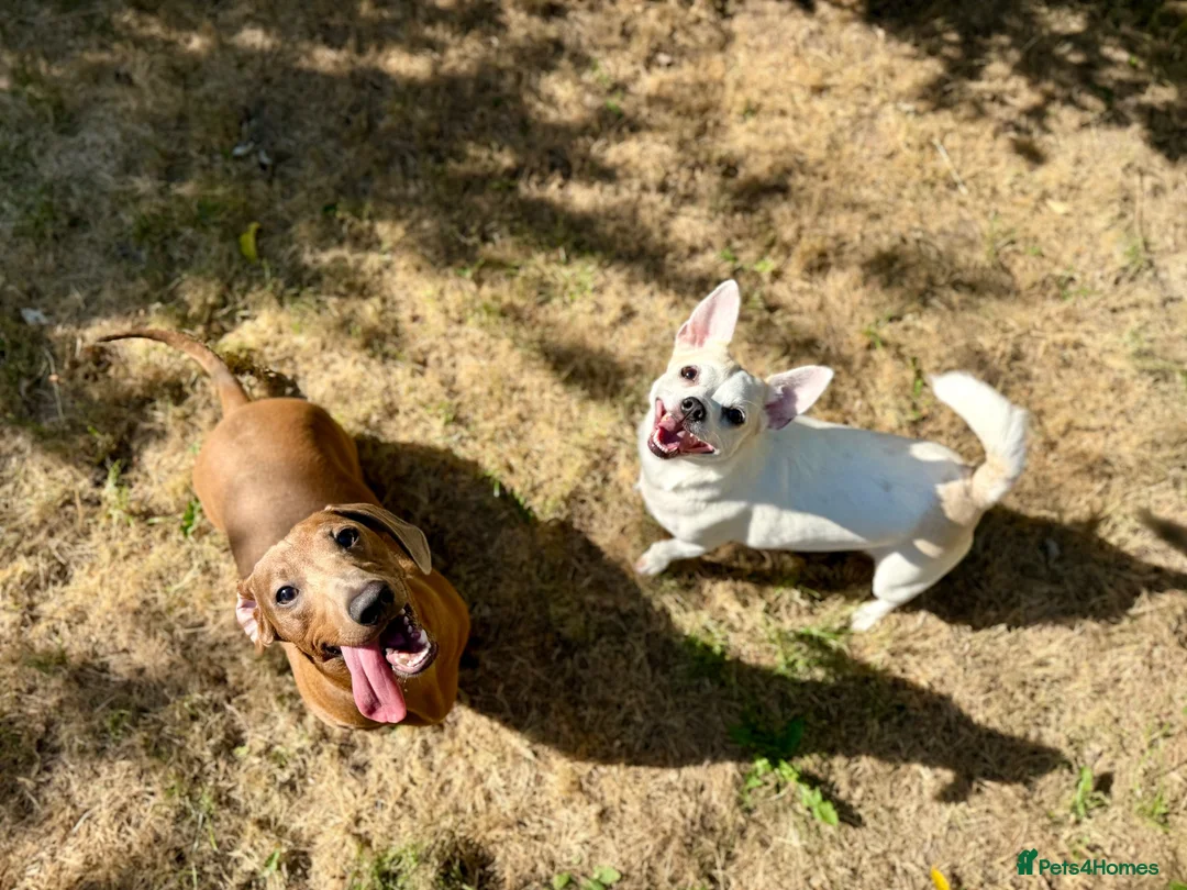 Mixed Breed dogs for sale: JR x Dachshund Puppies  - Advert 19