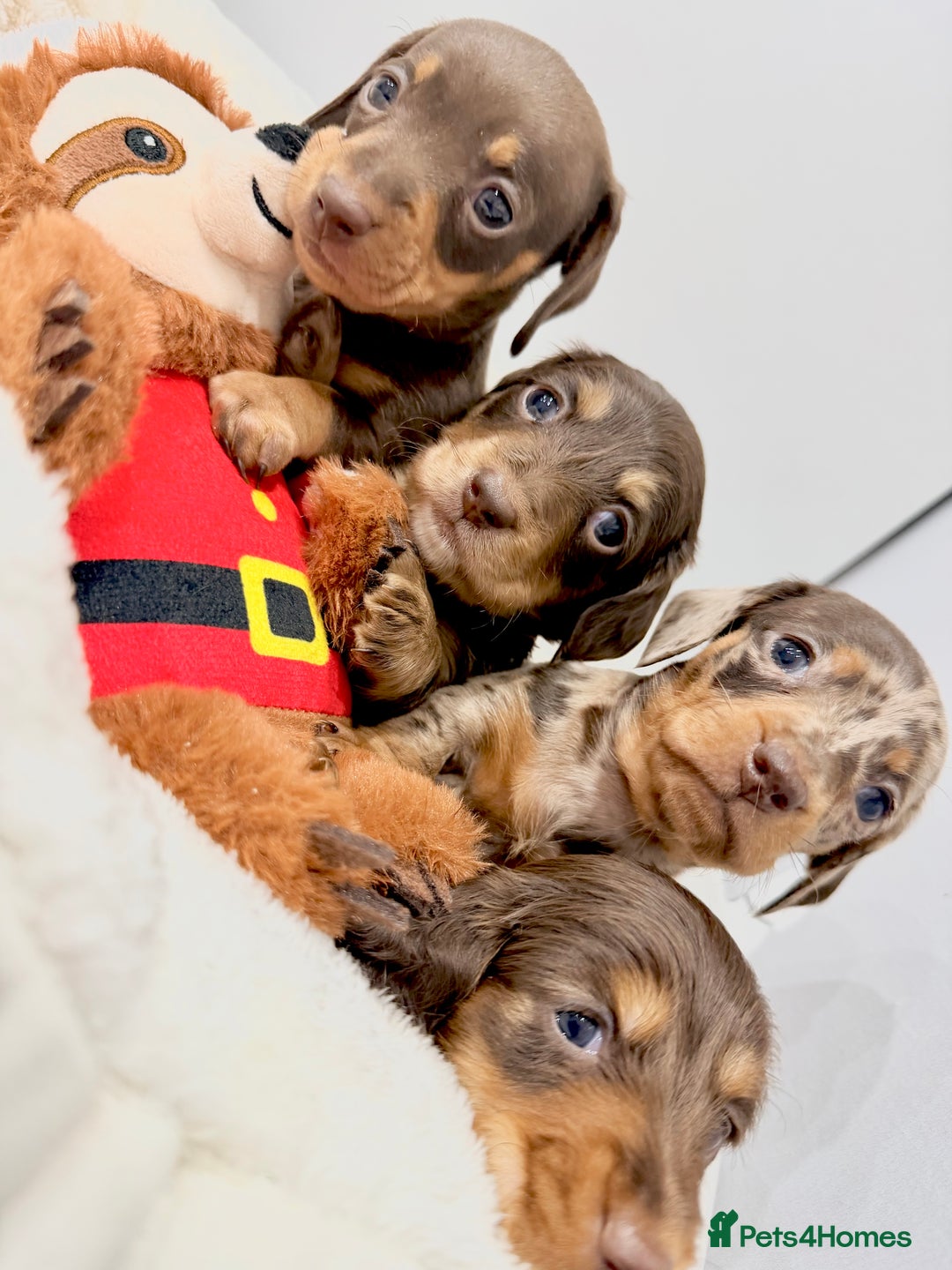 Miniature Dachshund dogs for sale: Absolutely stunning KC mini  girls🩷🩷🌟  - Advert 5