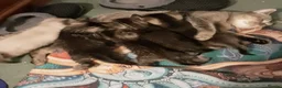 Mixed Breed cats for sale: Ragdoll X Scottish Straight Kittens in North Shields - Advert 7