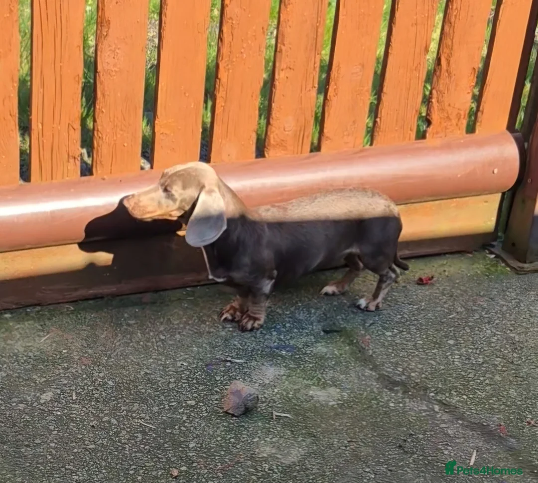 Miniature Dachshund dogs for sale: Isabella and tan female (1 year 8 months) - Advert 2