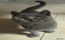 British Shorthair cats for sale: British Shorthair Kittens - Image 9