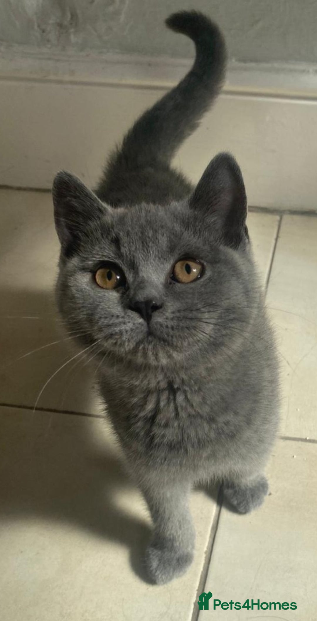 British Shorthair cats for sale: British Shorthair Kittens - Image 9