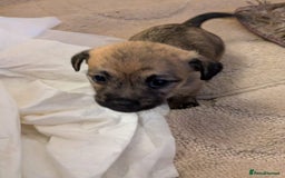 Mixed Breed dogs for sale: Norfolk terrier cross cairn terrier  - Image 21