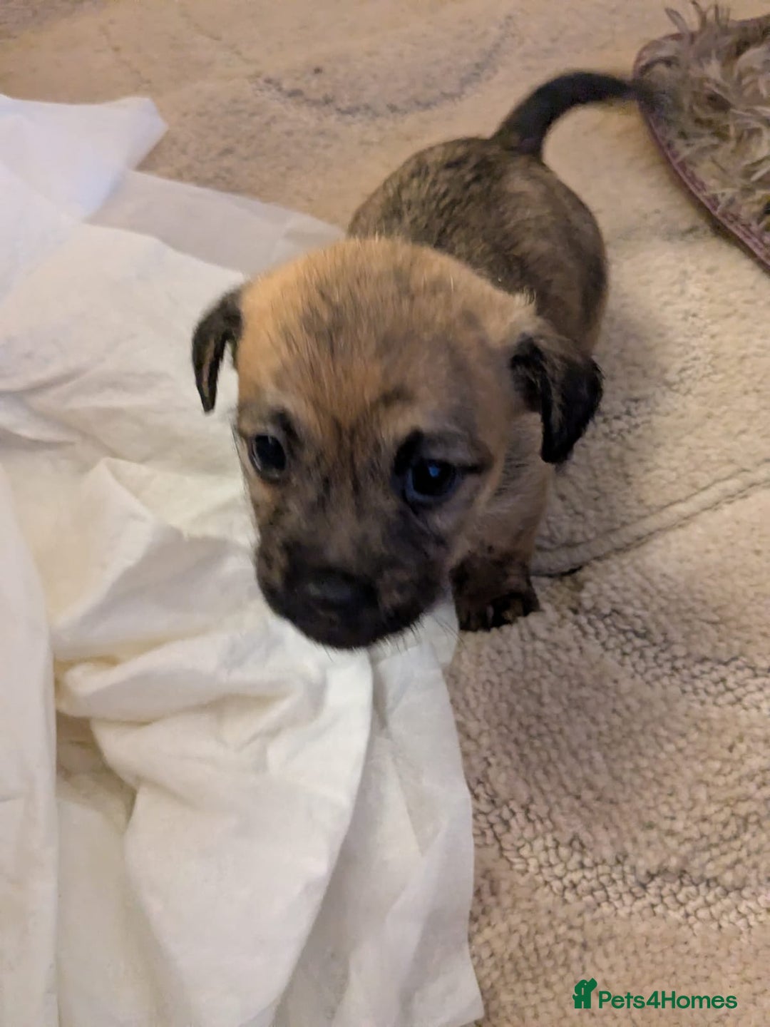 Mixed Breed dogs for sale: Norfolk terrier cross cairn terrier  - Image 21