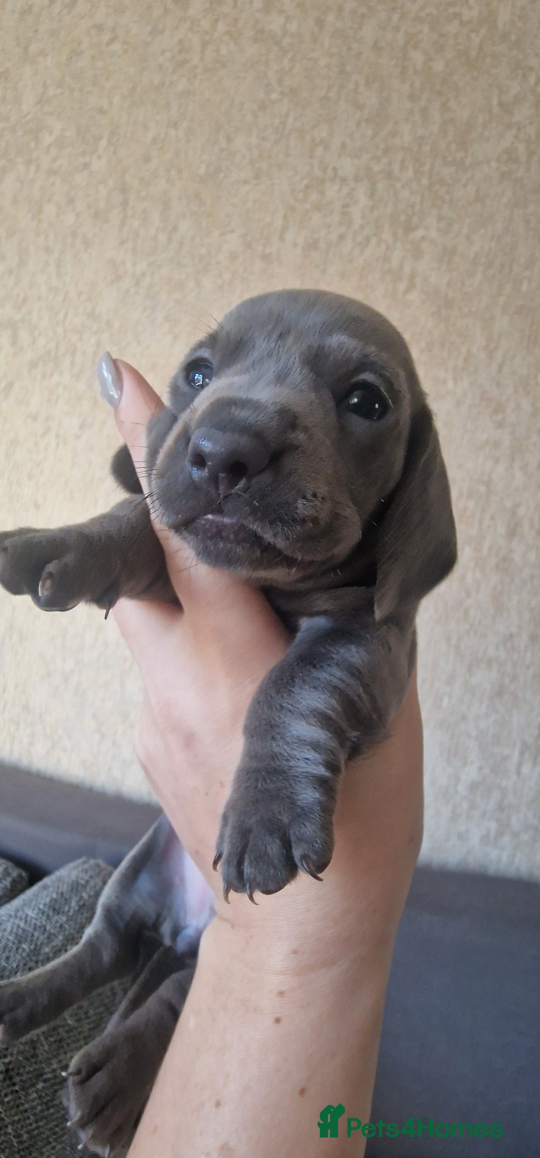Dachshund dogs for sale: 2 girls and 1 boy miniature dachshund puppies  - Image 9