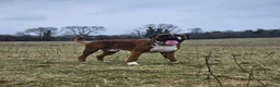 Boxer dogs for stud: First time stud, Bruce in Coulsdon - Advert 28