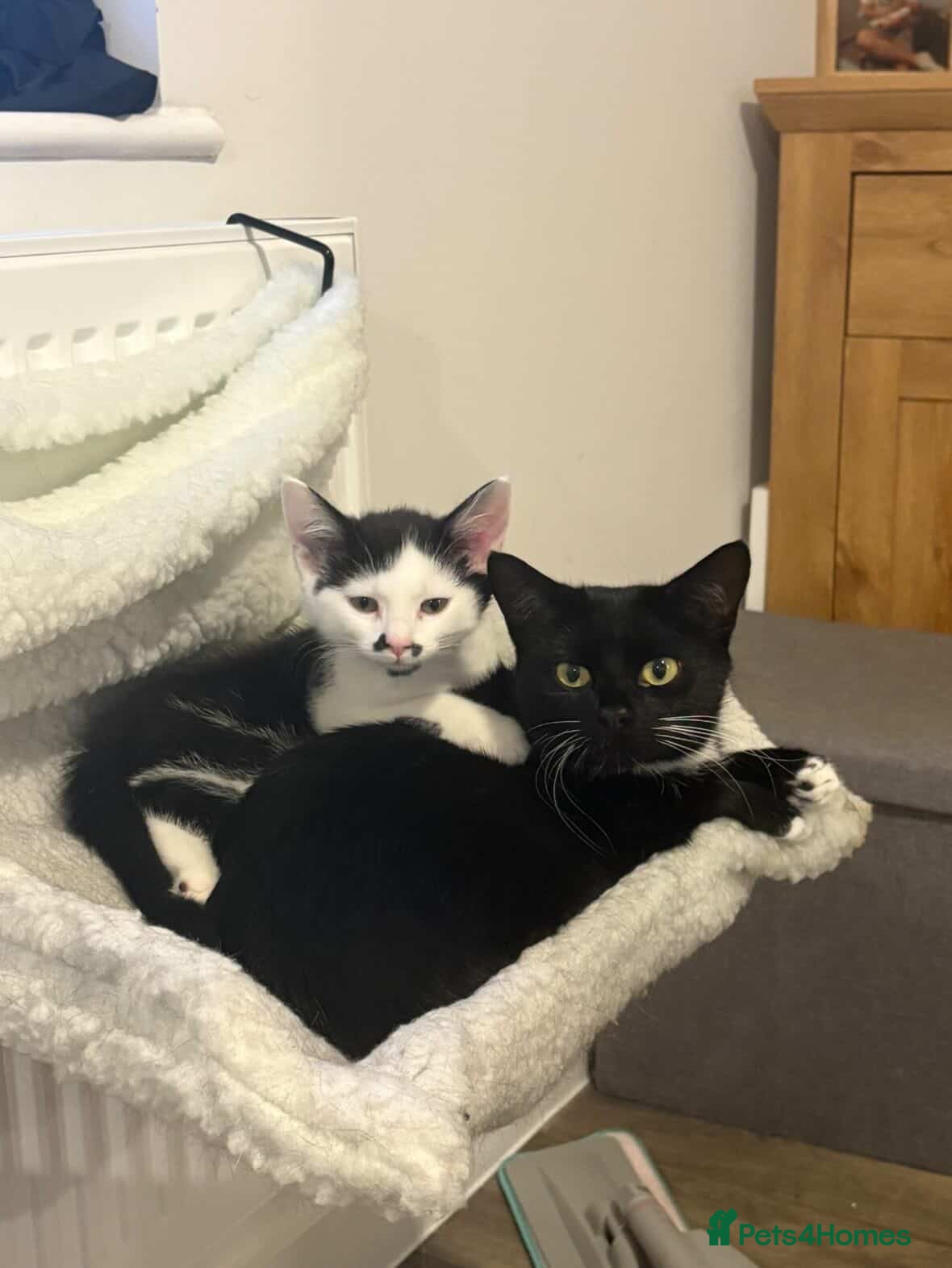 Mixed Breed cats Male Tuxedo Tabby Kitten - Advert 10