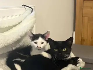 Mixed Breed cats Male Tuxedo Tabby Kitten - Advert 10