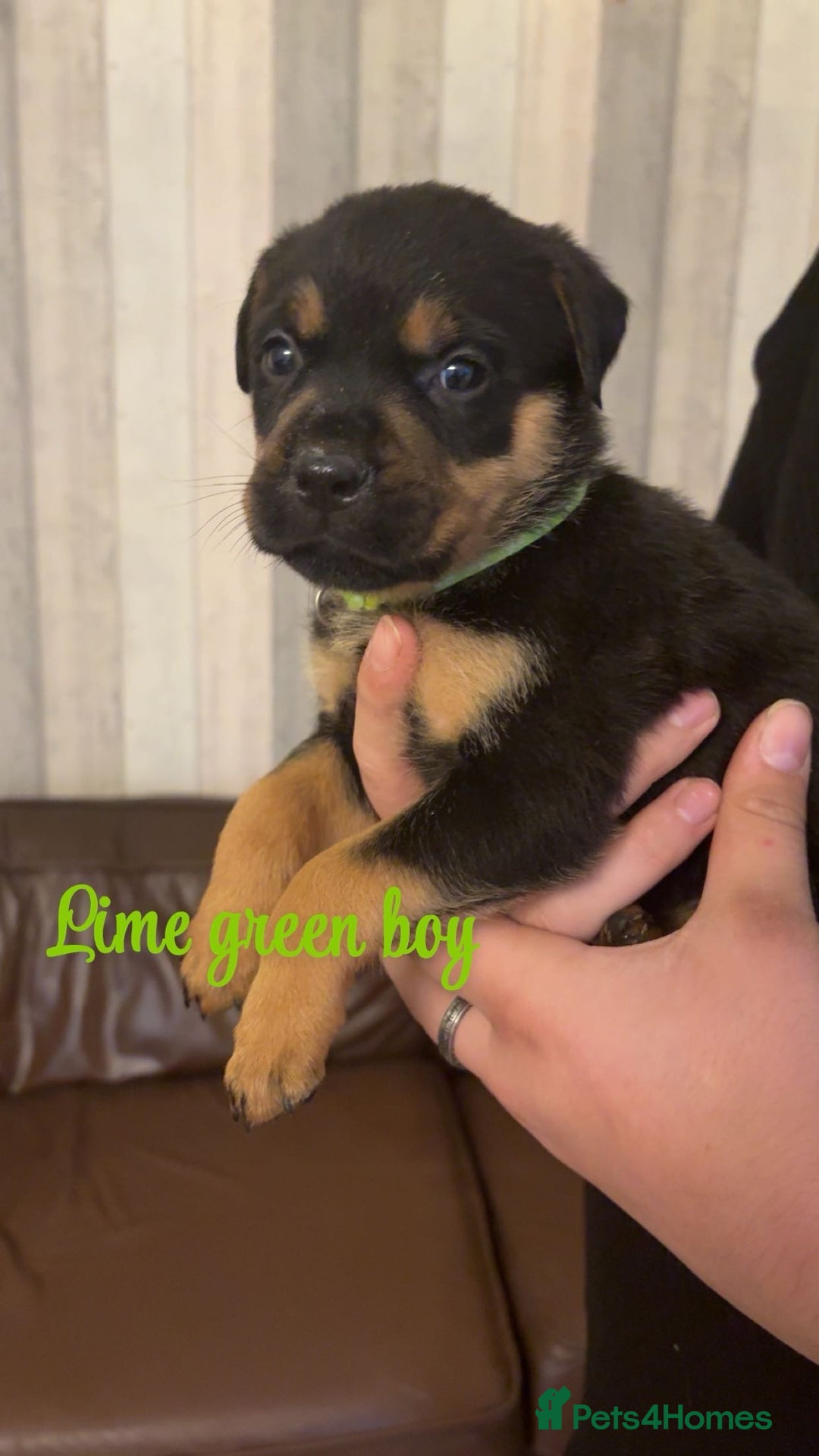 Mixed Breed dogs for sale: Gorgeous bullmastiff x Rottweiler puppies - Advert 5