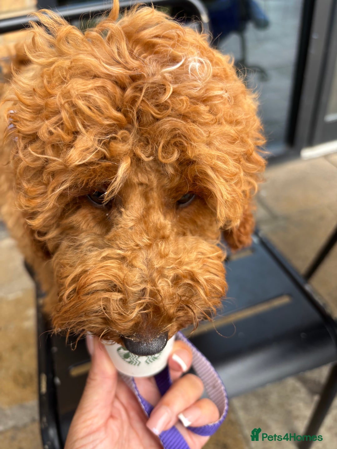 Cockapoo dogs for sale: 5 month old female f2b cockapoo - Image 2