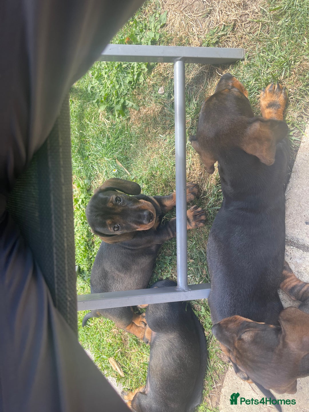 Dachshund dogs for sale: KC standard wire haired dachshund puppies (teckel) in Tiverton - Image 20