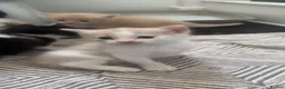 Mixed Breed cats for sale: 5 gorgeous mixed breed kittens for sale Halloween  - Advert 10