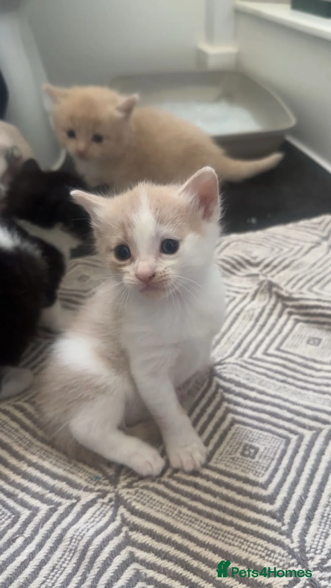 Mixed Breed cats for sale: 5 gorgeous mixed breed kittens for sale Halloween  - Advert 10