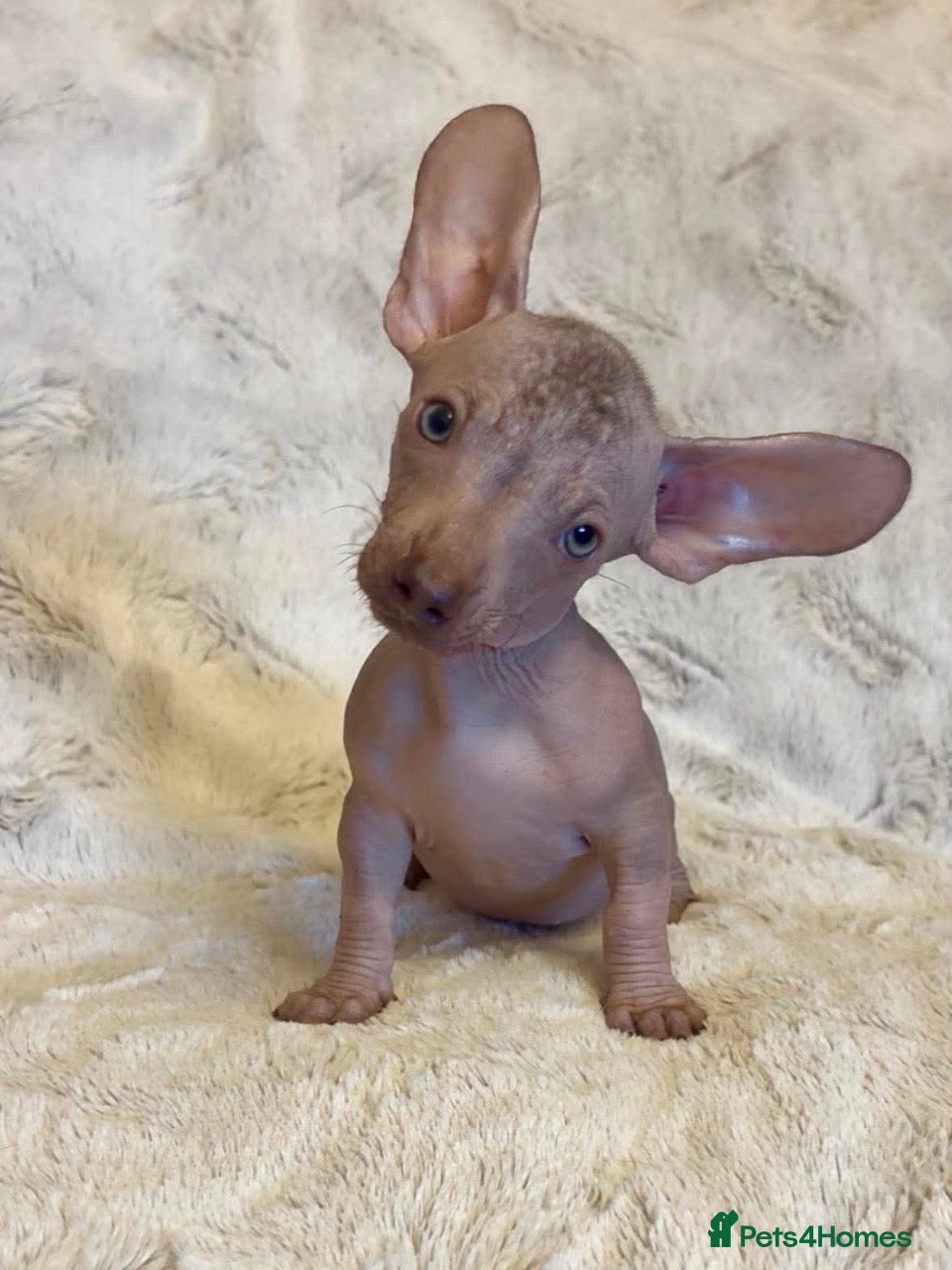 Chihuahua dogs Hairless chihuahua boys  - Advert 2