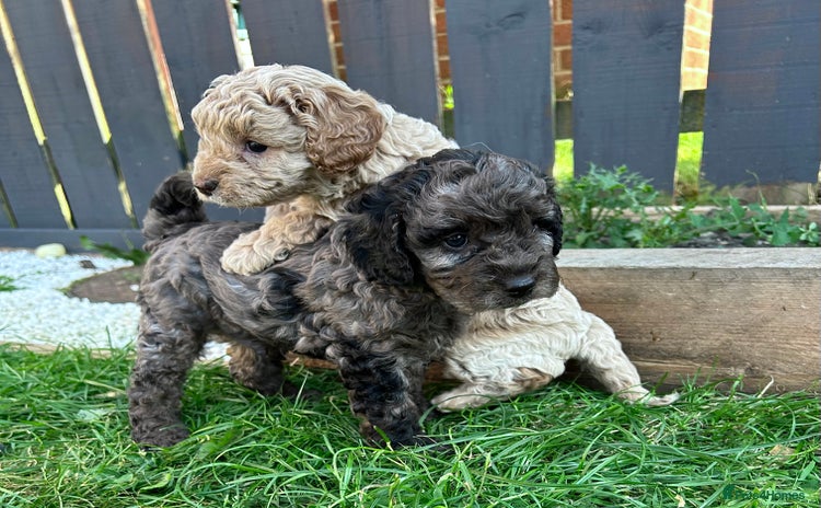 Cavapoo dogs - Advert 2
