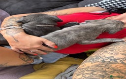 Mixed Breed dogs for sale: Beautiful American bulldog x cane corso puppies - Image 29