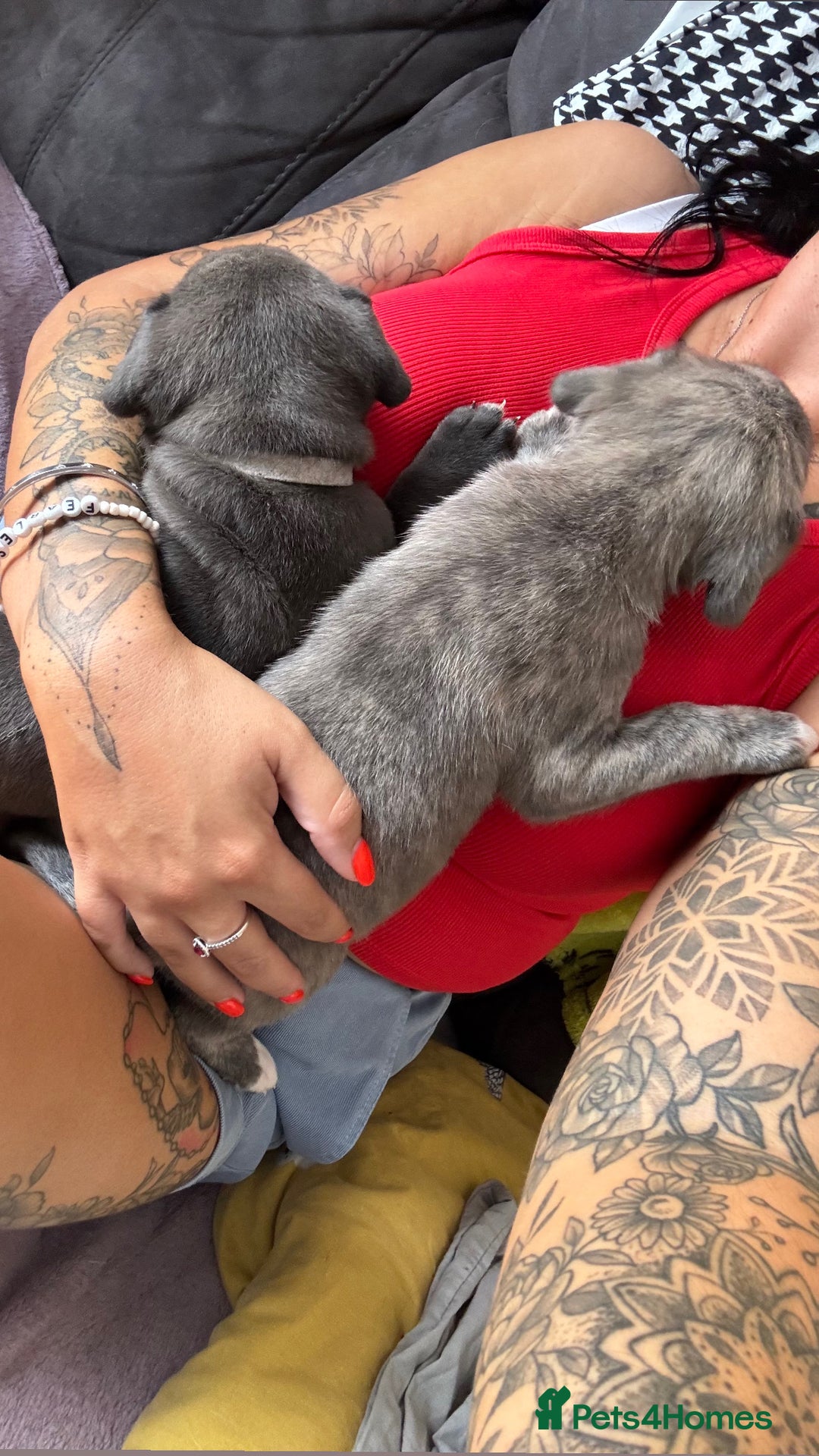 Mixed Breed dogs for sale: Beautiful American bulldog x cane corso puppies - Image 29