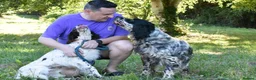 English Setter dogs for adoption: Bomer in Worthing - Advert 2