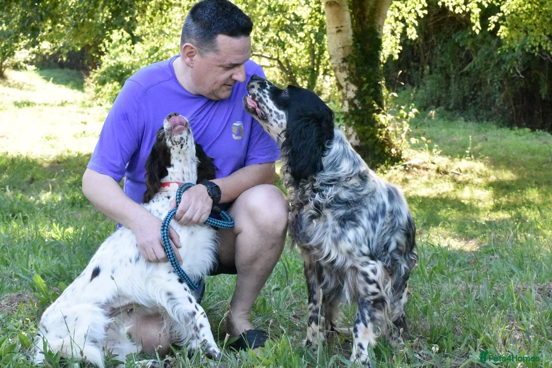English Setter dogs for adoption: Bomer in Worthing - Advert 2