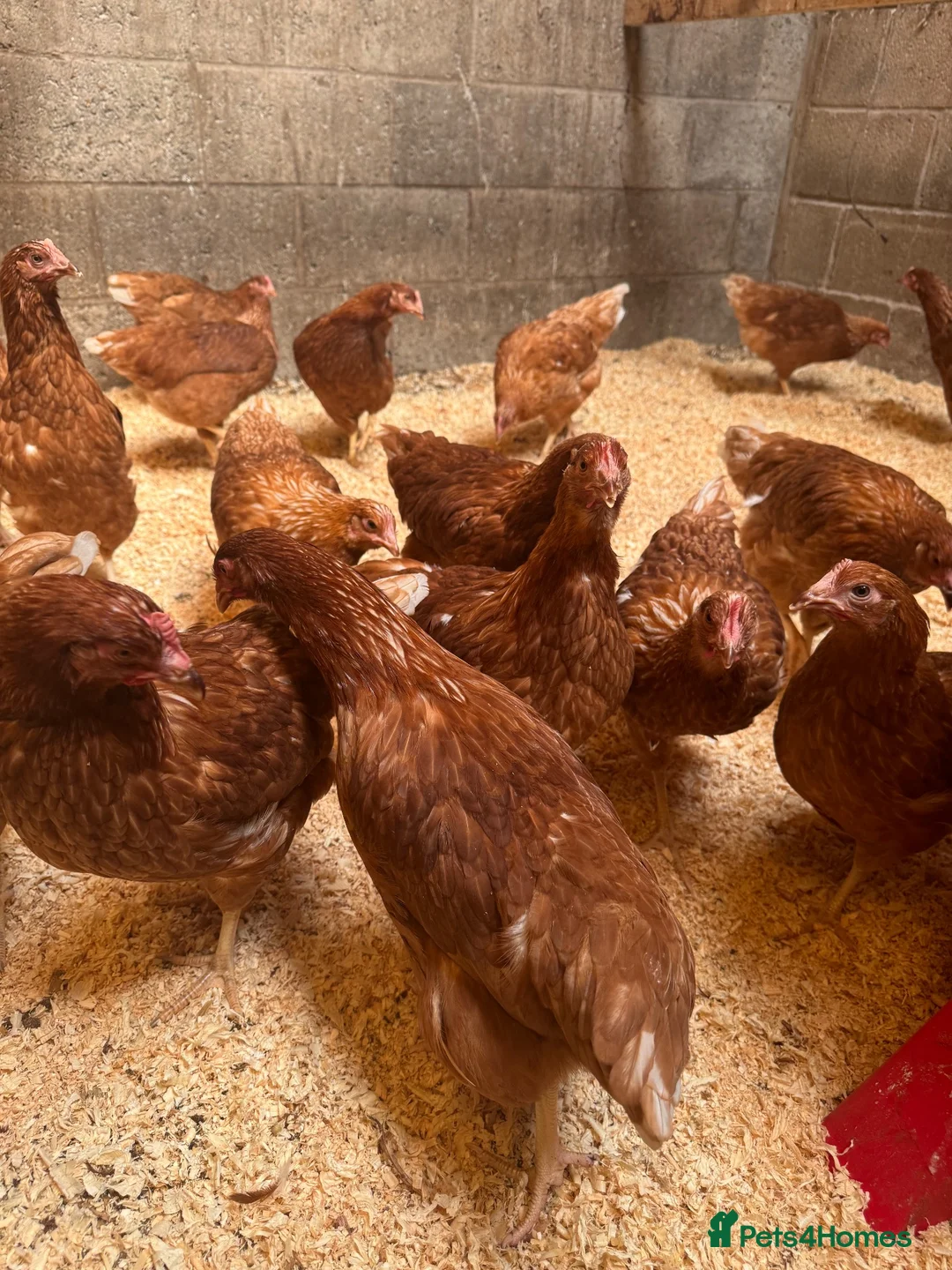 Chickens poultry for sale: Warrens  - Advert 5
